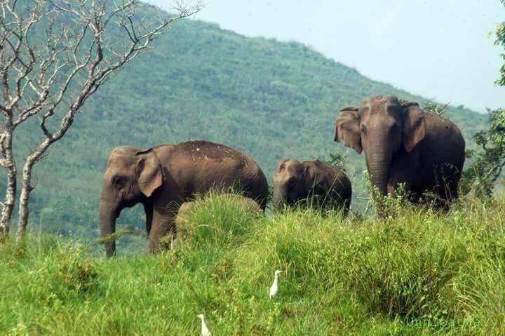 Green Leaf Home Stay Thekkady Exterior foto